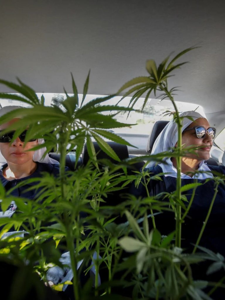 El fenómeno de las “monjas de la marihuana”: revolución en la agricultura en México