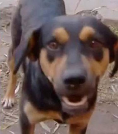Un perro se convierte en héroe al salvar a su dueño de un incendio