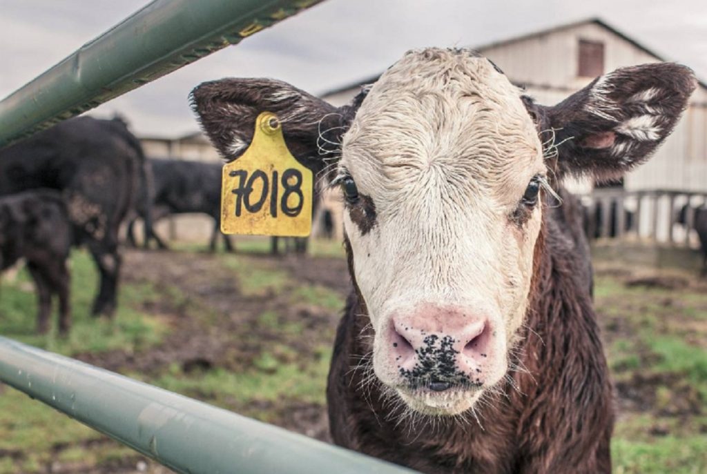 Efecto Milei: el consumo de carne es el más bajo de los últimos 26 años