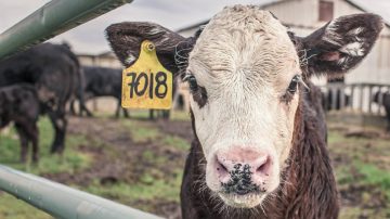 Efecto Milei: el consumo de carne es el más bajo de los últimos 26 años