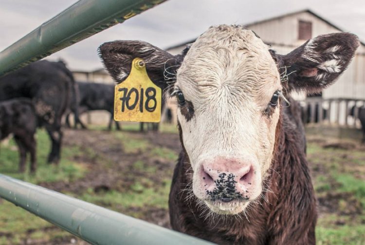 Carne en alza: advierten que no hay “boom ganadero” sino falta de hacienda