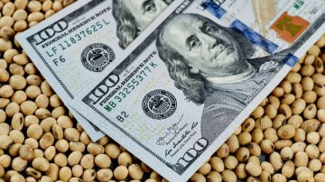 La soja toca su precio más bajo de los últimos 18 años