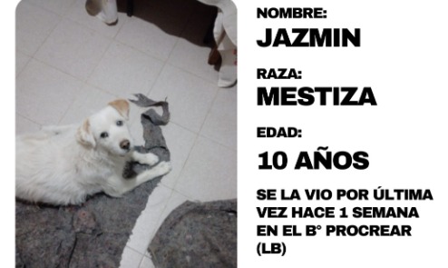 WhatsApp: continúa la búsqueda de la perrita Jazmín en La Banda