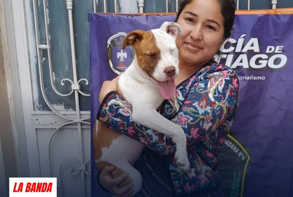 Robaron una cachorra pitbull y la vendieron a 40 mil pesos: la Policía logró regresarla a su dueña
