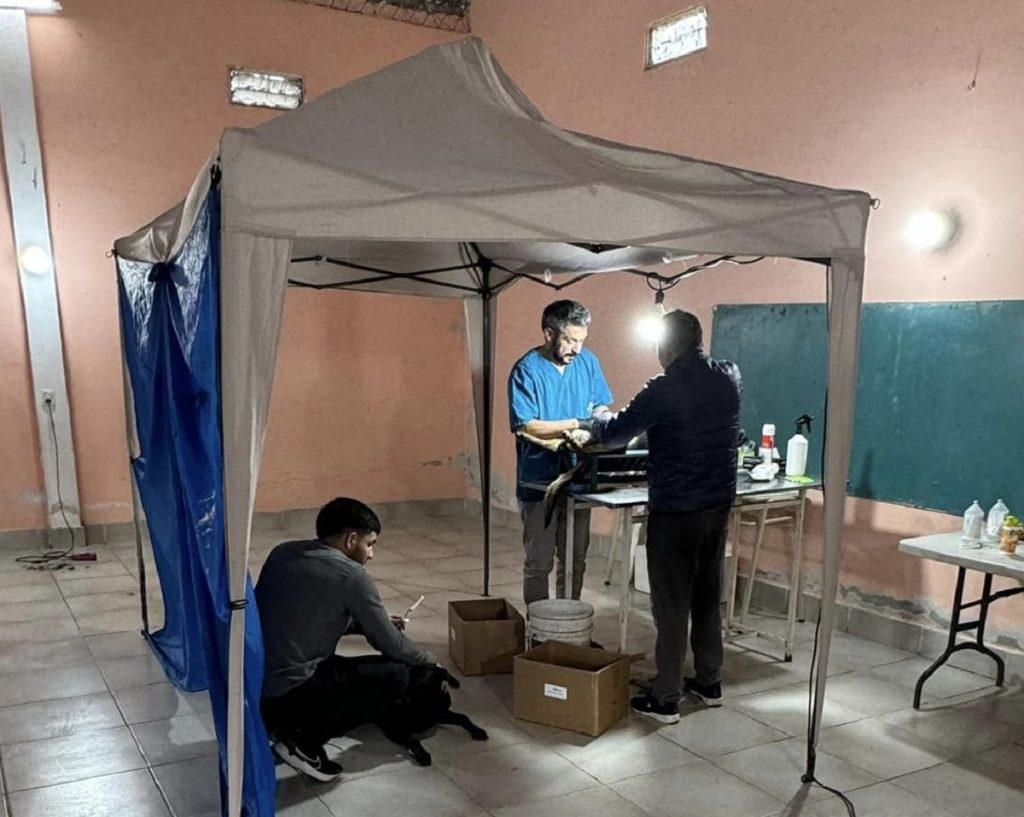 Canichones solidarios: cronograma de castraciones gratuitas y cómo solicitarlas
