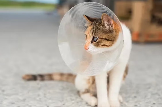 Organizan una jornada de castración para felinos en La Banda