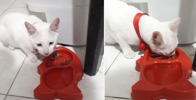 Este gatito se perdió en el Barrio Villa del Carmen y su familia lo busca