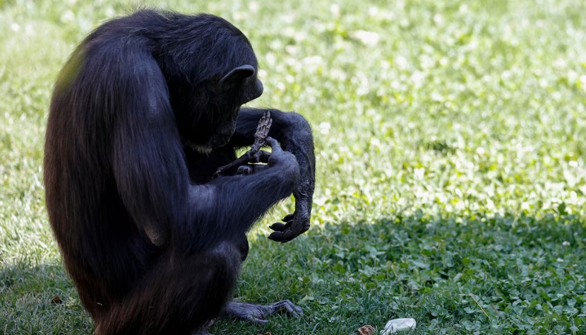 El conmovedor duelo de Natalia, la chimpancé que cargó el cuerpo de su cría por siete meses