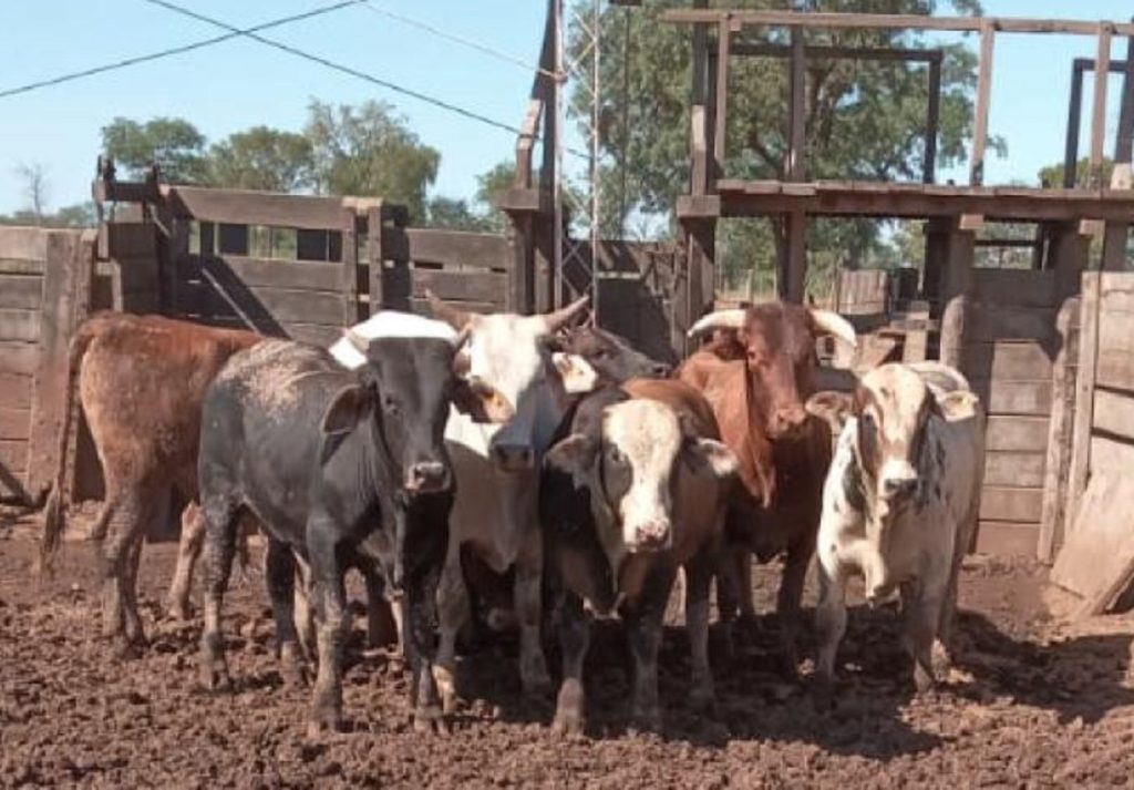 Manogasta: delincuentes mataron cuatro animales vacunos y se robaron el que quedaba