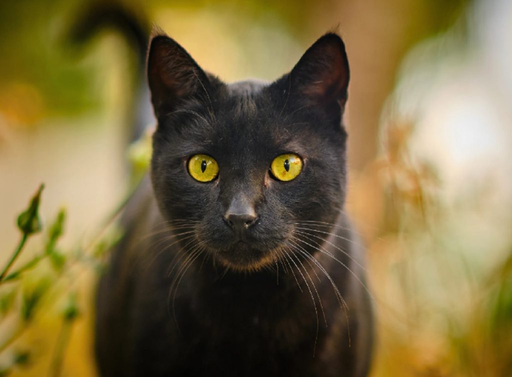 Halloween: por esta razón debes proteger a los gatos negros en octubre