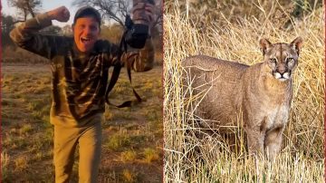 Un puma fotografiado en Campo Gallo se hizo viral en todo el país
