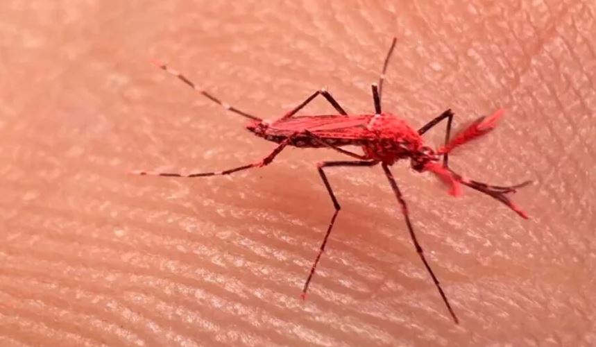 Mosquitos rojos: porqué razón los ‘crearon’ y su rol clave contra el dengue