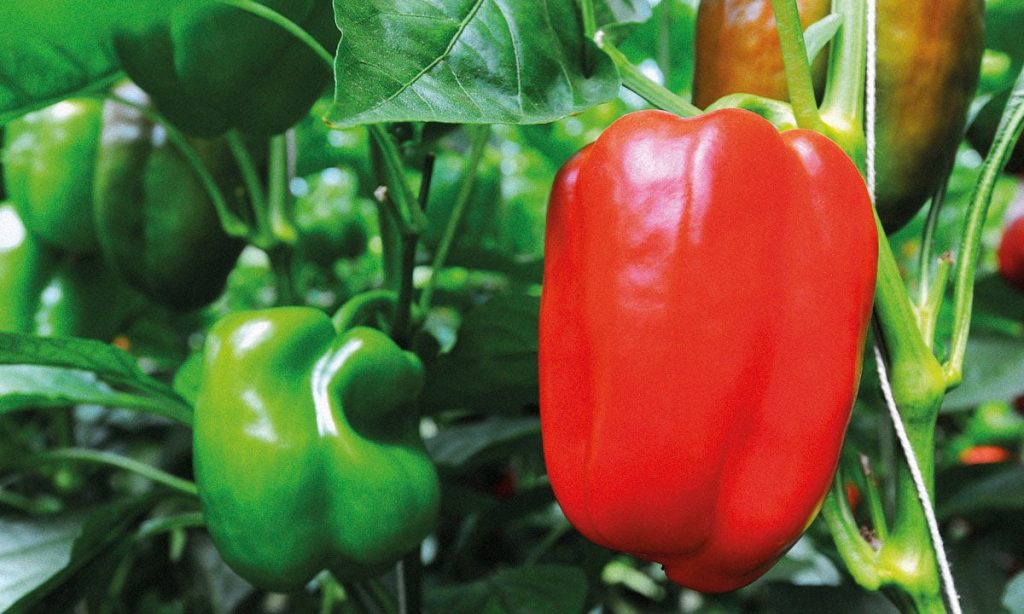 Informe revela que Santiago cuenta con condiciones de suelo idóneas para el cultivo de pimiento