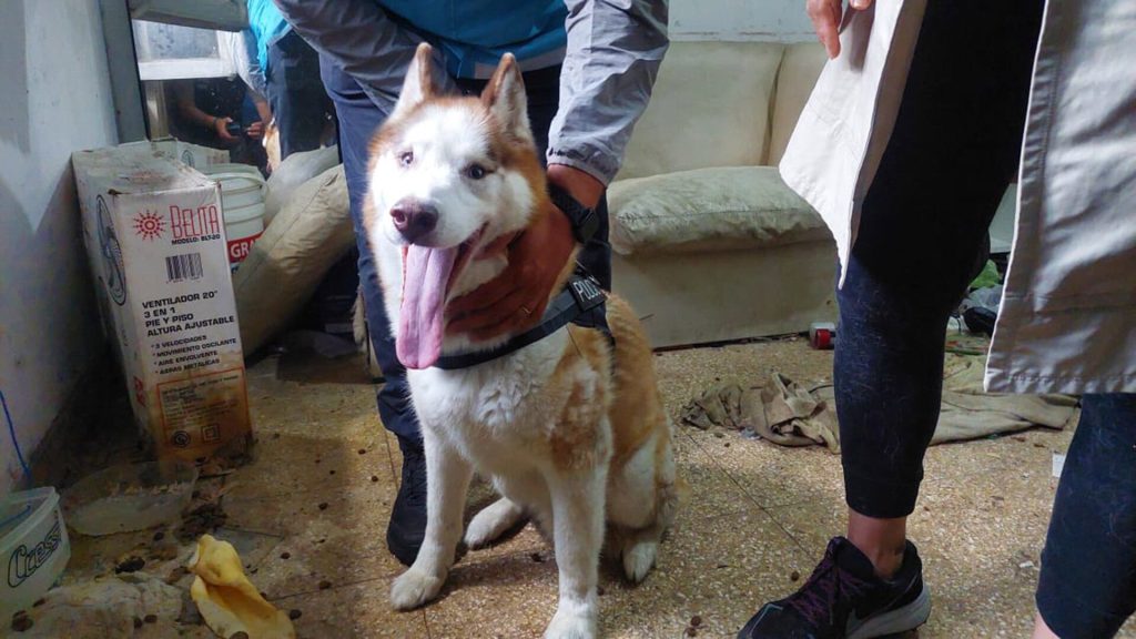 La policía rescató a Drako, un perro cruelmente abandonado por su dueño