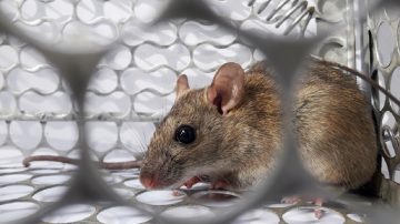 “No es otro Covid”: la tajante declaración del jefe de la OMS sobre el crucero con casos de hantavirus