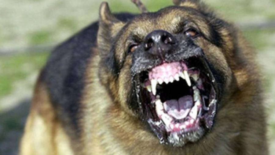 Un menor sufrió heridas con “abundante sangrado” tras ser atacado por el perro de su vecino