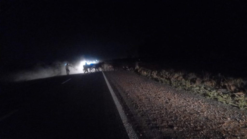 La Policía anunció el remate de animales y generó polémica