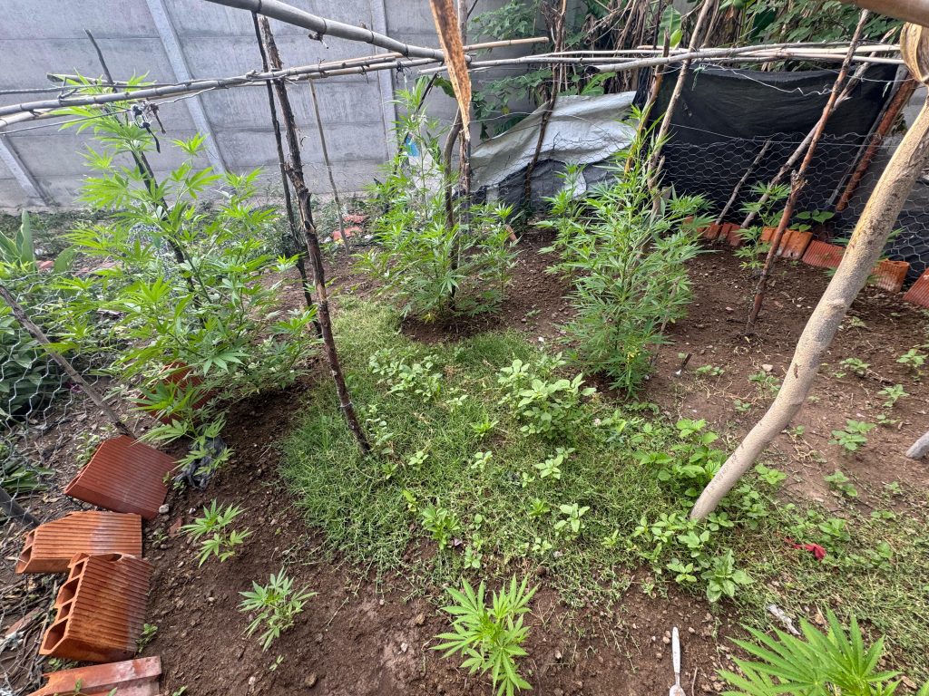 Hermanos acusados de robo tenían una plantación de cannabis