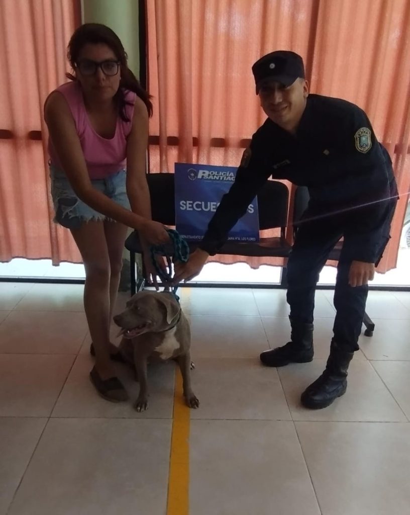 Recuperan una cachorra pitbull que robaron y vendieron