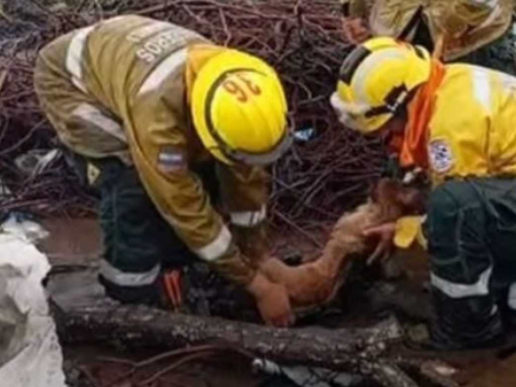 Perro rescatado de brea en Quimilí necesita ayuda veterinaria