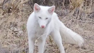 Viral: captan a un zorro albino en la Patagonia y es furor