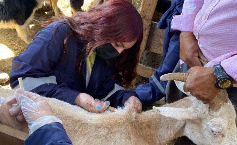 INTA, UNSE y Conicet impulsan formación sobre manejo sanitario caprino en Tipiro