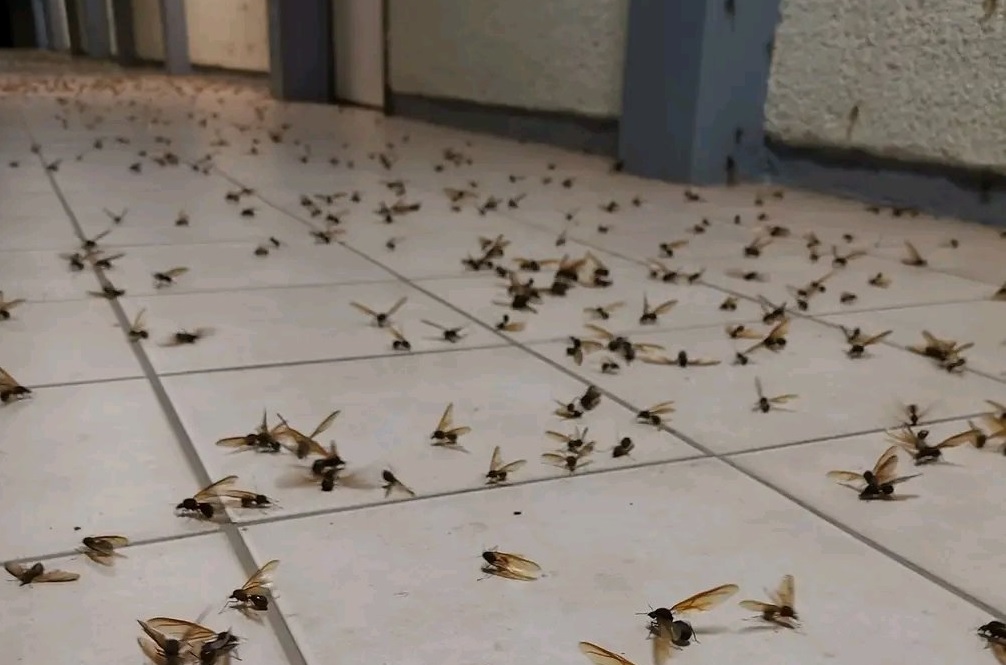 VIDEOS. Tras las lluvias, hubo invasión de hormigas voladoras