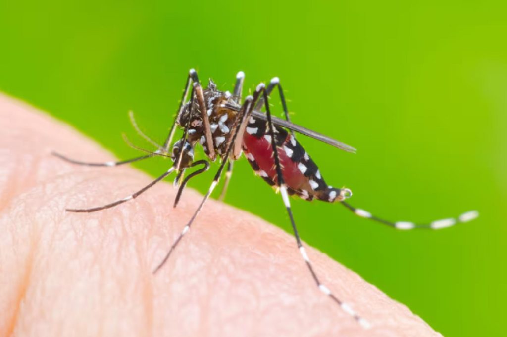 Dengue: este es el horario en el que más pica el mosquito