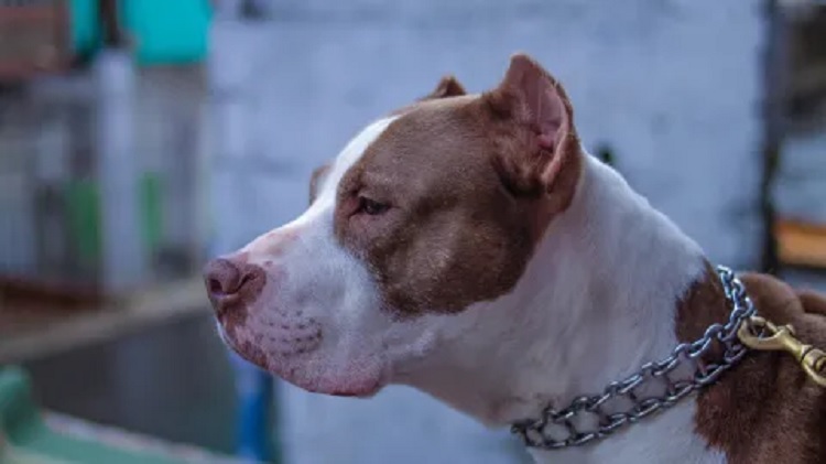 Un niño de 10 años sufrió graves heridas en una de sus piernas tras brutal ataque de dos Pitbulls