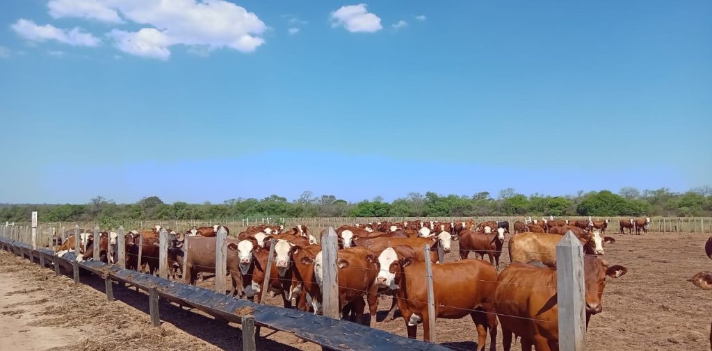 La suba del ganado en Brasil dispara los precios globales de la carne