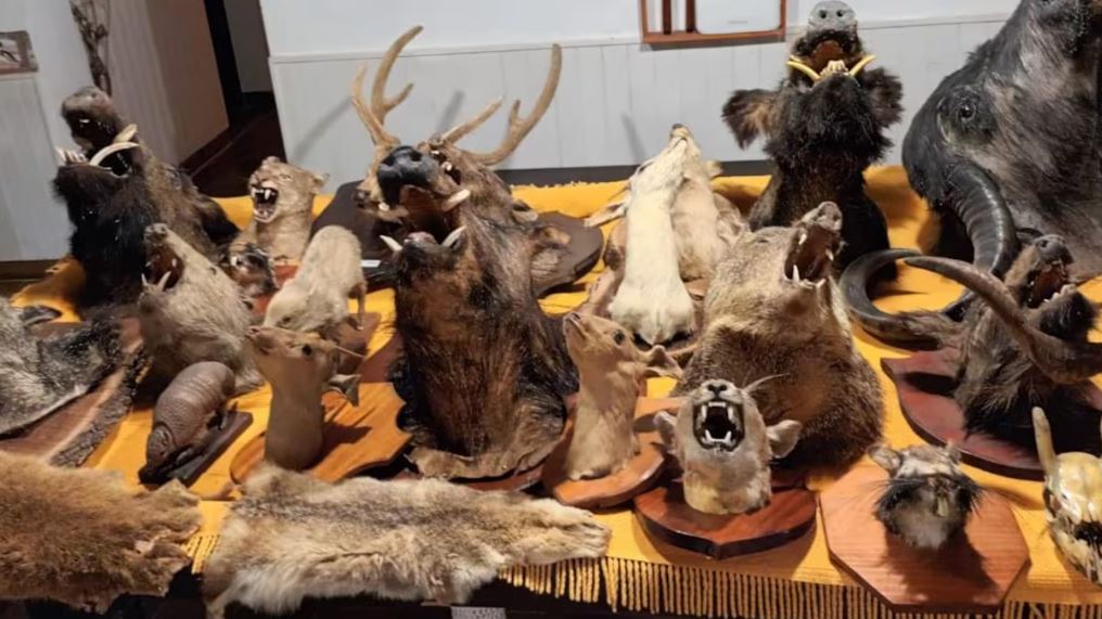 Estremecedor: hallan animales decapitados y disecados en una vivienda