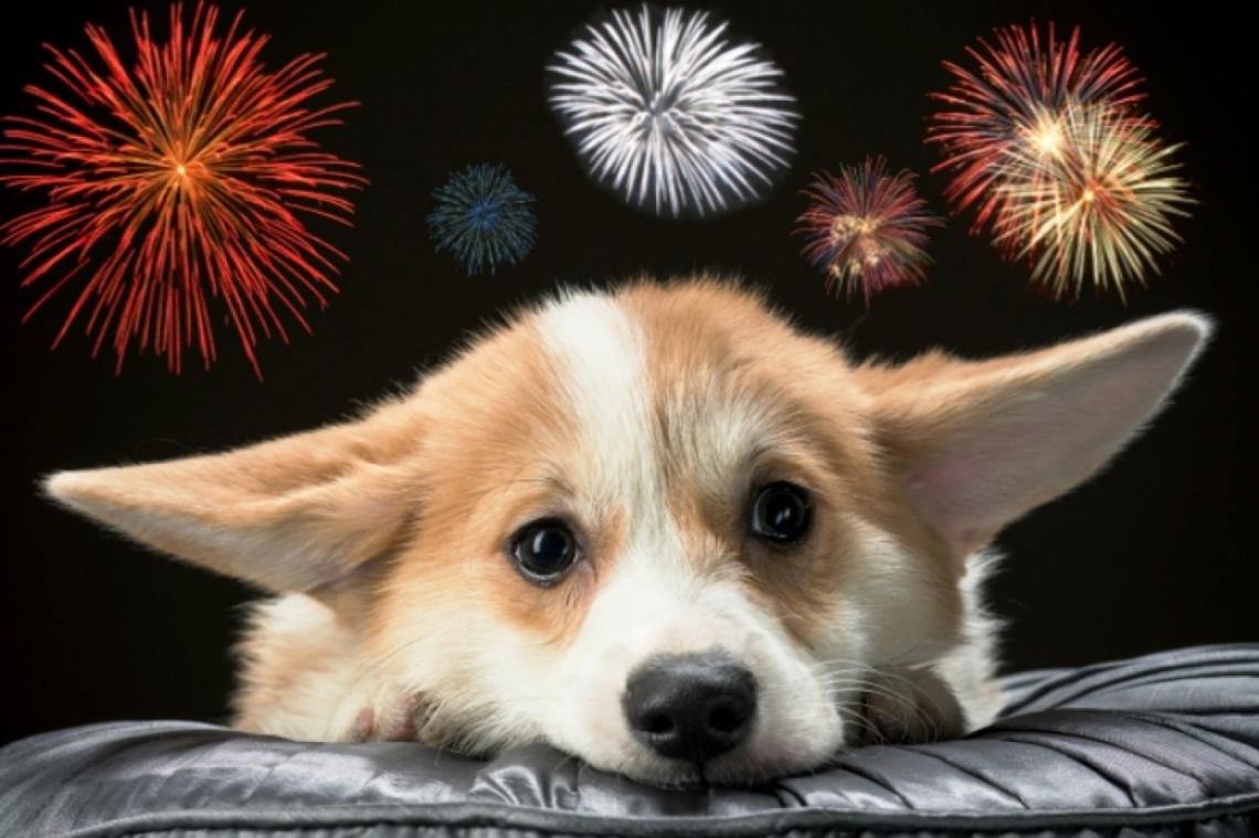 Cómo cuidar a las mascotas de los ruidos de la pirotecnia en Navidad