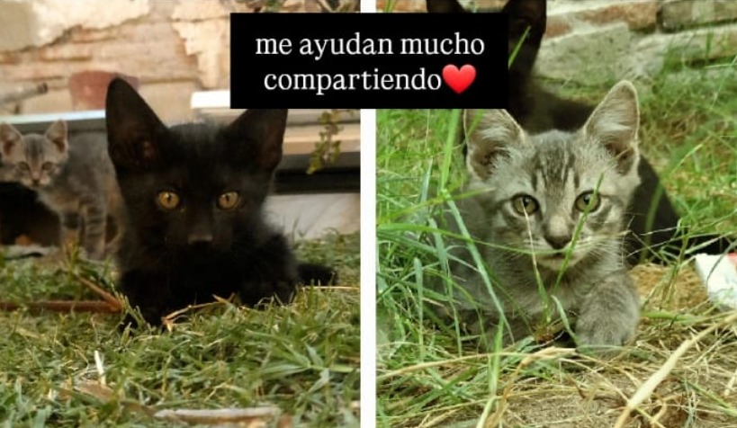 Preciosas gatitas buscan familias que las adopten