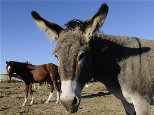 Sorprenden a cuatreros en plena faena de caballos y burros: escaparon hacia el monte en una camioneta