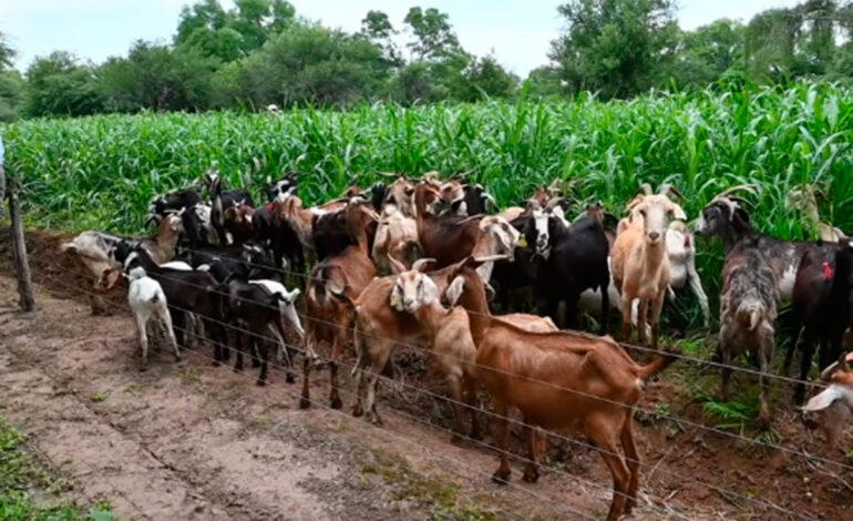 INTA Santiago del Estero revoluciona la ganadería caprina con un sistema de abonos orgánicos