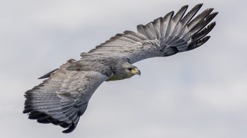 Declive del Águila Coronada: la lucha por la supervivencia en Santiago del Estero y el país