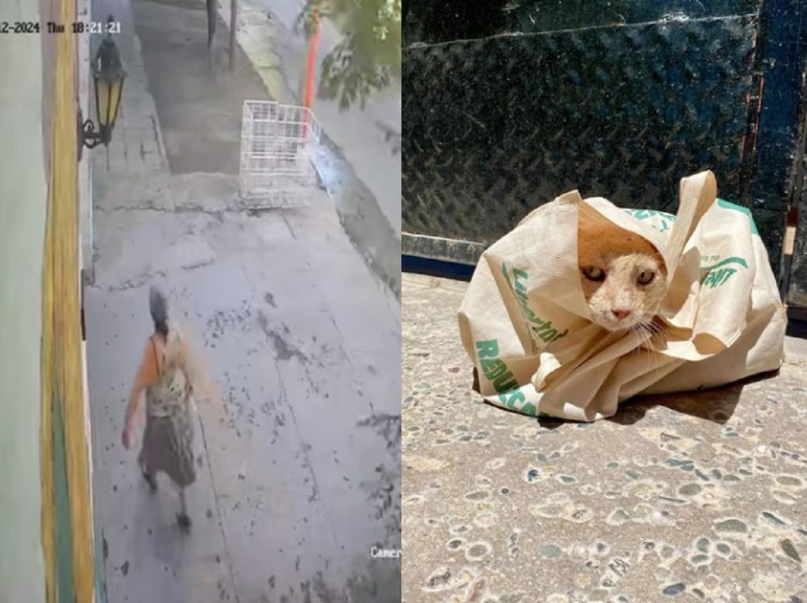 VIDEO | Indignante: una mujer embolsó a unos gatitos y los arrojó a la basura