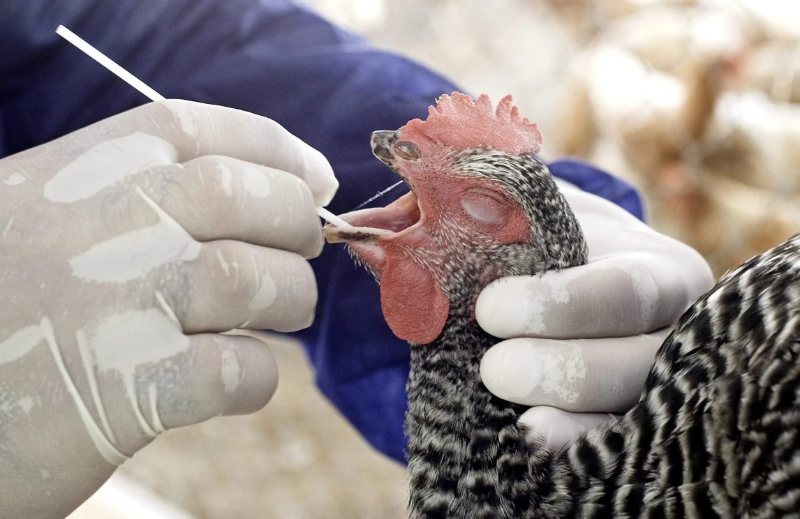 Argentina suspende parte de las exportaciones de productos aviares tras detectar un caso de gripe aviar