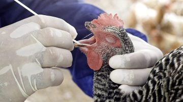 Argentina suspende parte de las exportaciones de productos aviares tras detectar un caso de gripe aviar