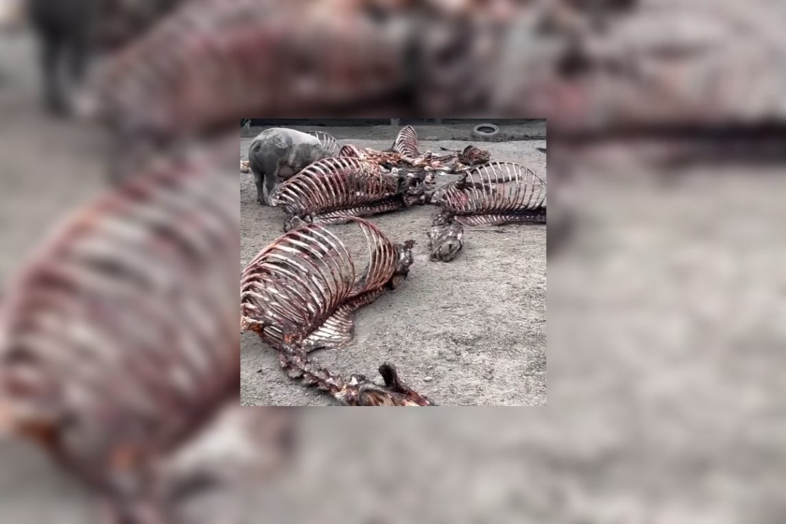 Kilos y kilos de carne insalubre: así desbarataron una red de faena clandestina en Santiago