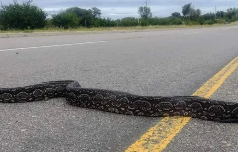 Terrible susto para un conductor: una lampalagua se trepó por las ruedas y se metió dentro de su acoplado