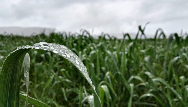 Noviembre con lluvias históricas: el segundo mayor acumulado desde 1981