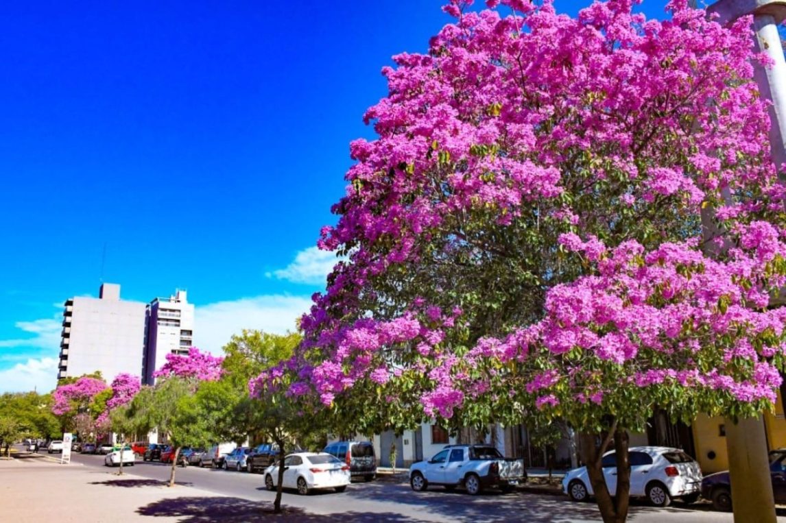 Santiago del Estero cierra el 2024 con la plantación de más de 60.000 árboles