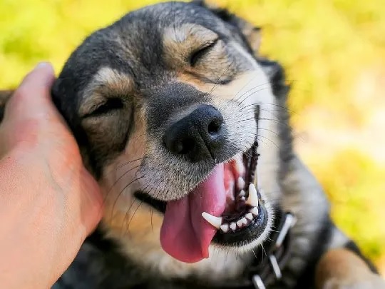 Estos son los beneficios de tener un perro en casa según Harvard