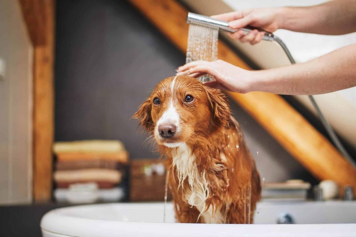 Esta es la frecuencia ideal para bañar a nuestros perritos