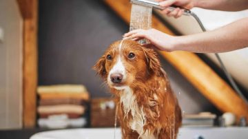Esta es la frecuencia ideal para bañar a nuestros perritos