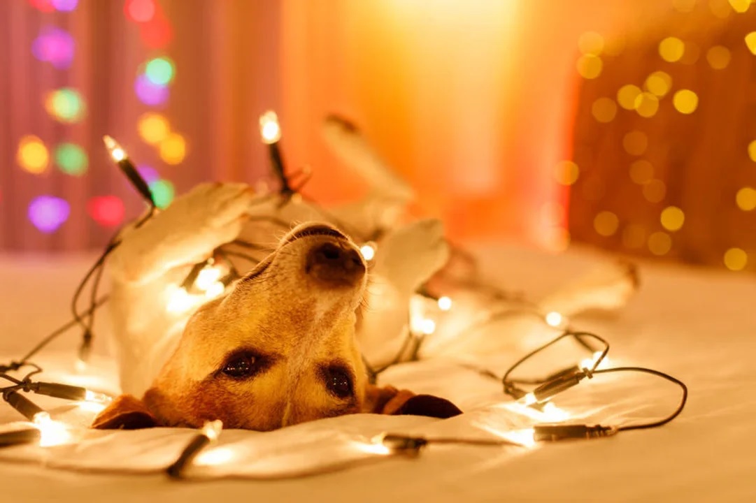 Cómo cuidar a nuestras mascotas durante las Fiestas de Fin de Año