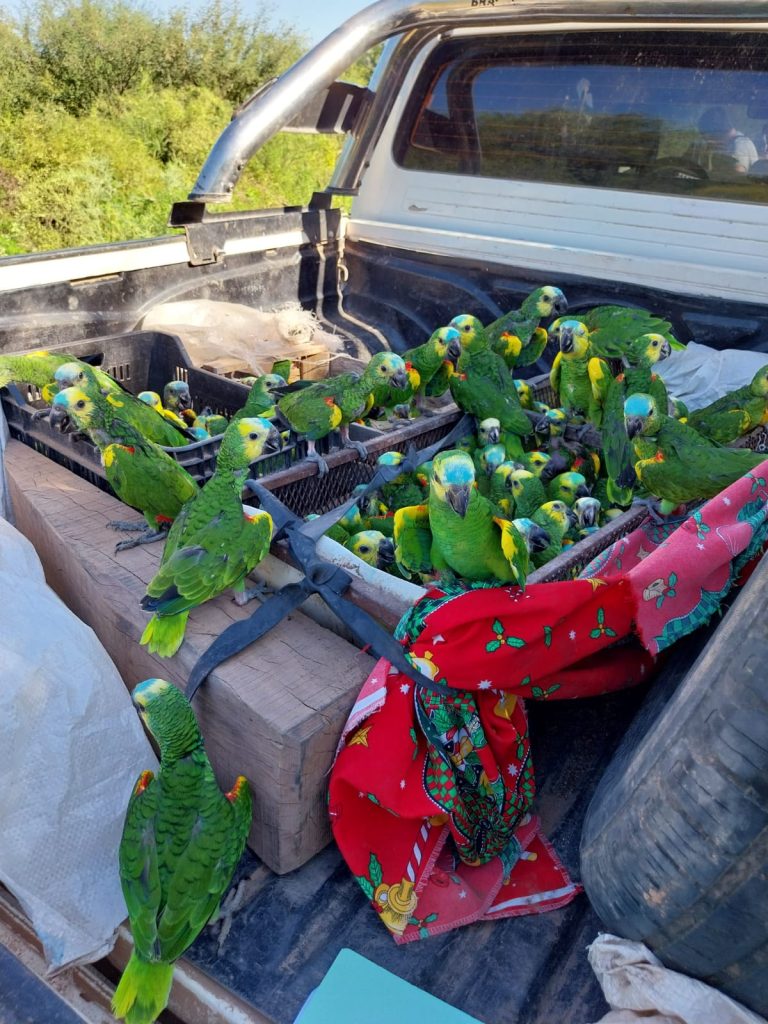 Descubren 250 loros en la caja de una camioneta en El Caburé