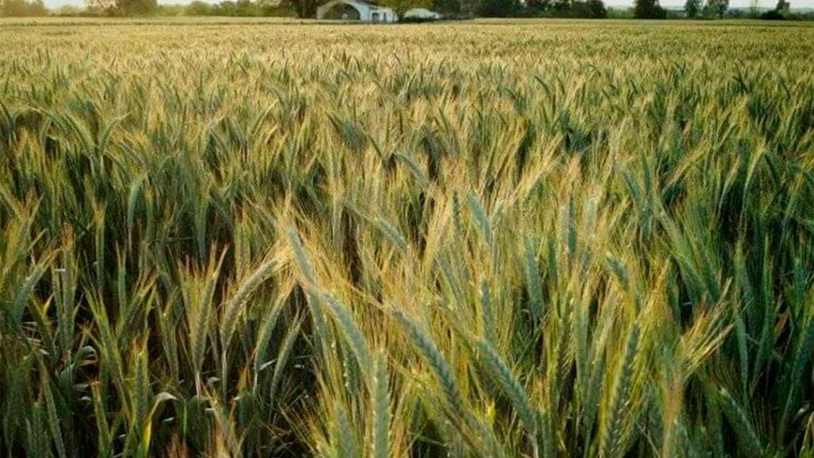 Argentina apunta a recuperar el segundo puesto como exportador mundial de cebada