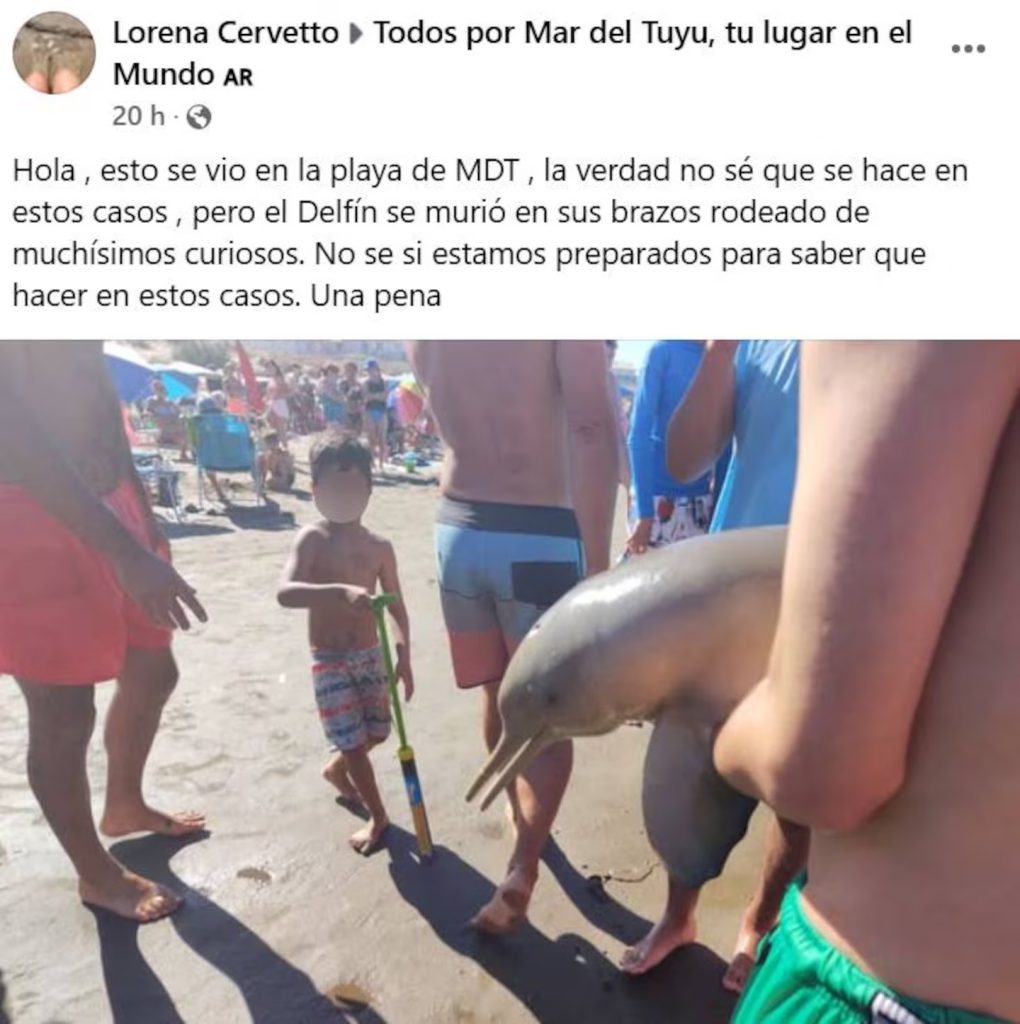 Delfín